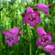 Penstemon Pensham Just Jayne